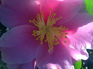 Camellia with nectar