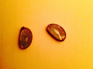 Spoon-shaped cotyledon of a persimmon seed