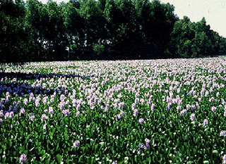 Eichhornia crassipes, or water hyacinth, is an invasive species in the region of the African Great Lakes