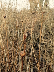 A goldenrod plant with a gall on its stem 
