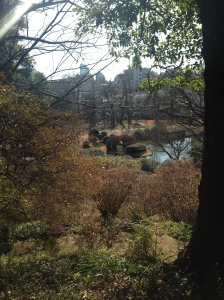 Koishikawa Garden and Cinnamomum