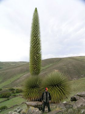 Puya raimondii, a threatened bromeliad in the high Andes. Photo: Pepe Roque/Wikipedia