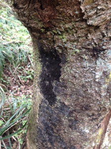 Tree disease