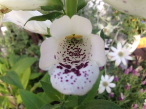 The deep-throated Digitalis, or foxglove, reminds me of some hellish mutation that might be found in Aldiss's book. Not only that, but it's poisonous to boot.