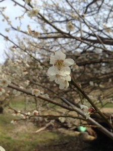 An ume, or plum, blossom in Miharu.