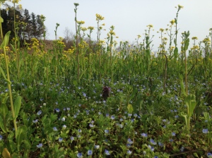 A field of nanohana, or rapeseed, in Miharu. It's been studied for some years as a veritable bioaccumulator. 