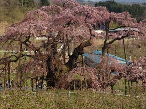 Takizakura, mother cherry tree of Miharu.