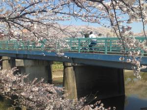 Cherry trees along Abukuma River last year