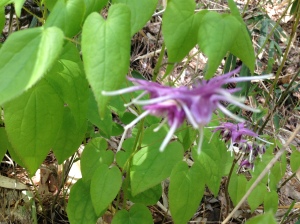 The beautiful and strange purple flower of Epimedium