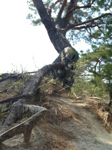 A tree adapting to the slowly eroding soil near the mushroom-shaped hoodoos in Jodomatsu Park