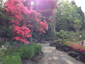 One of my favorite creekside paths beginning to flourish with Cornus, Rhododendron, and Cotoneaster