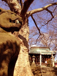 A komainu guarding my favorite Koriyama shrine in front of my favorite Koriyama tree
